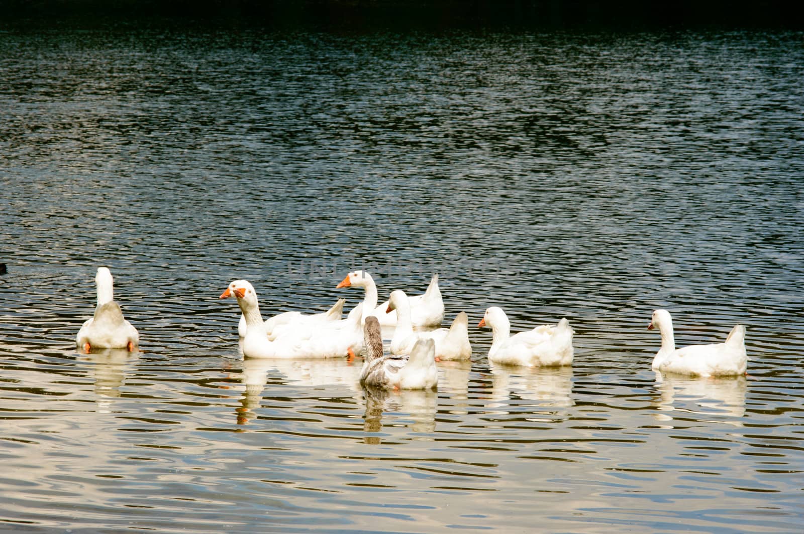 Gaggle of white geese swimming on top of rippled lake with copy space below and beneath them