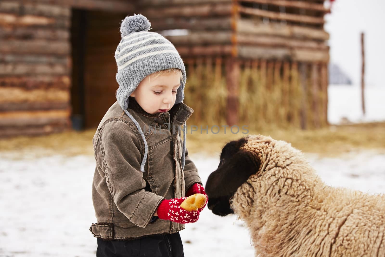 Little boy on the farm in winter