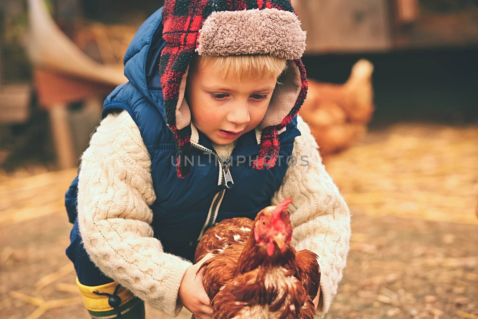 Little boy is holding the hen on the farm