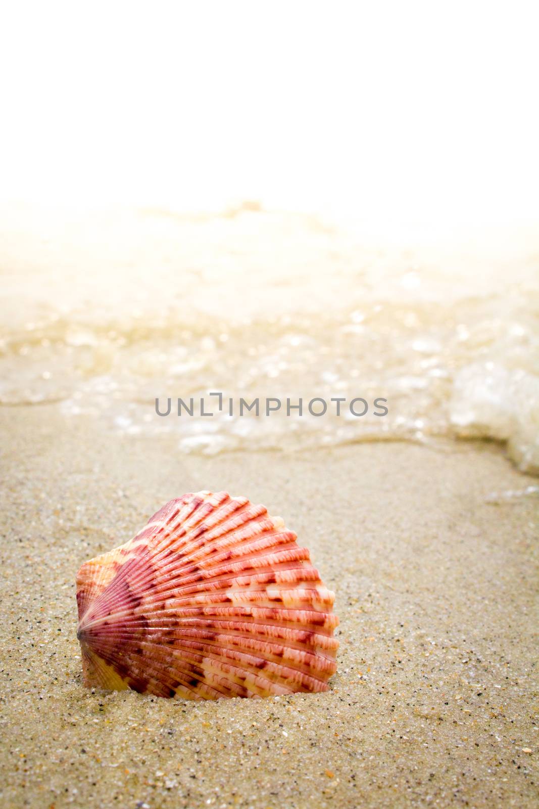 Colorful Shell in the Surf at the Beach by enterlinedesign