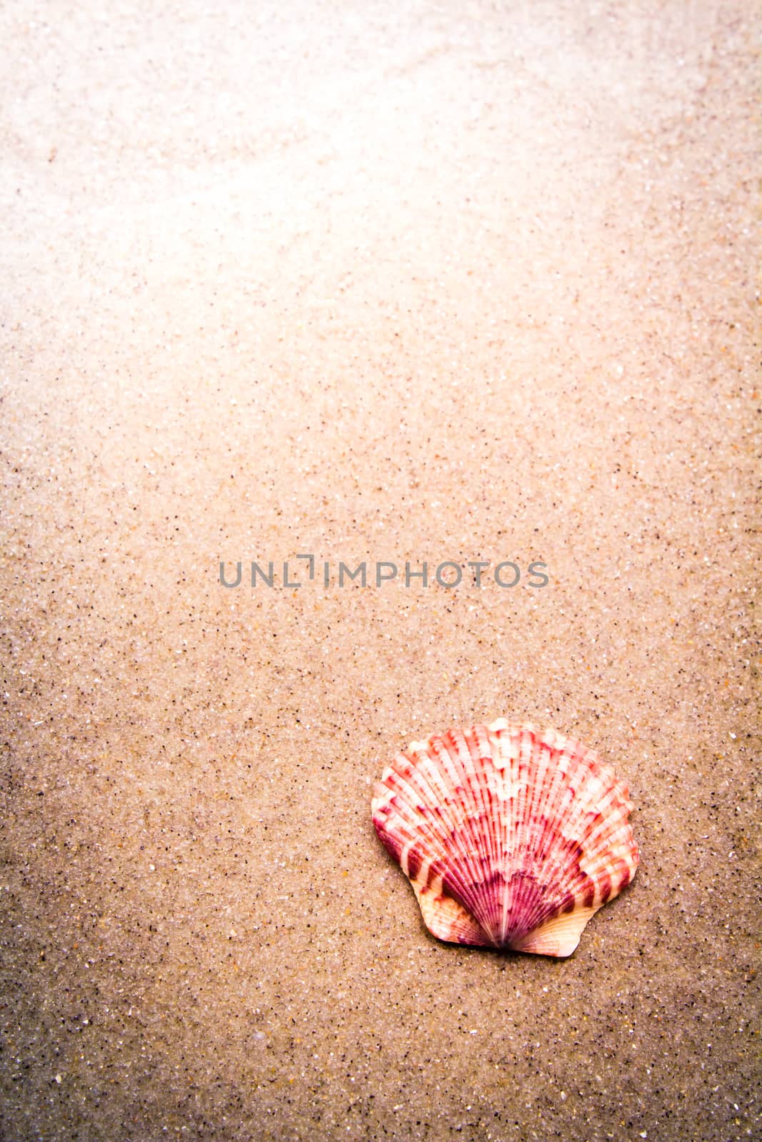 Colorful Pink Shell in Sand at the Beach by enterlinedesign