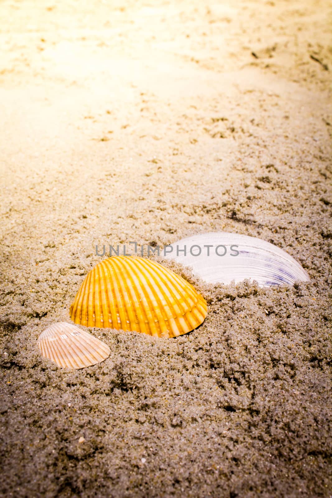 Colorful Shells in Sand at the Beach by enterlinedesign