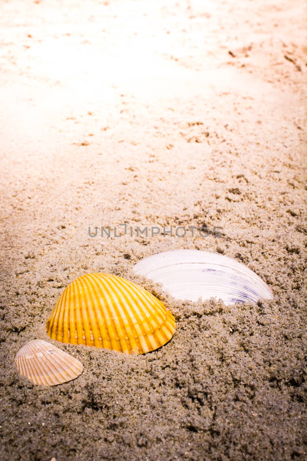 Colorful sea shells in the sand at the beach.