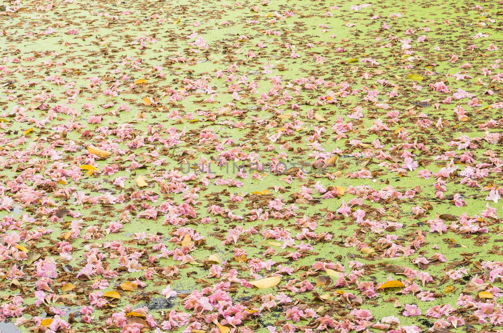 Texture of Tabebuia rosea floating in the lake. pink flower, fallen flower.