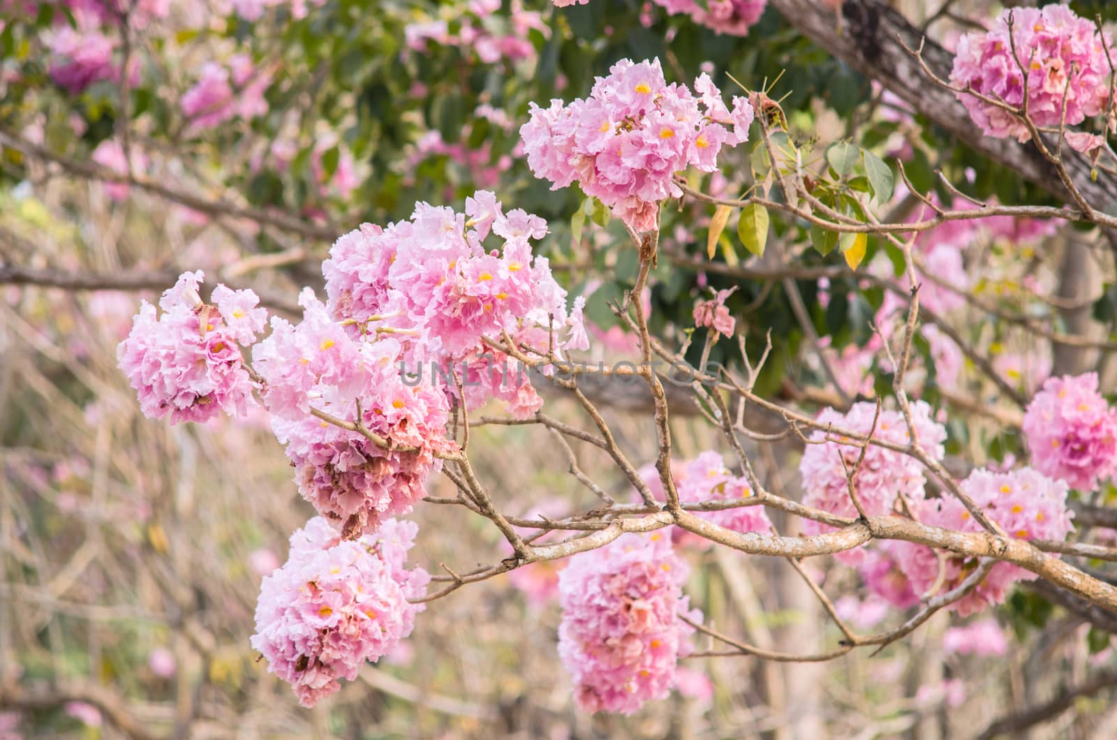 Pink trumpet (tabebuia) tree flower blooming. 