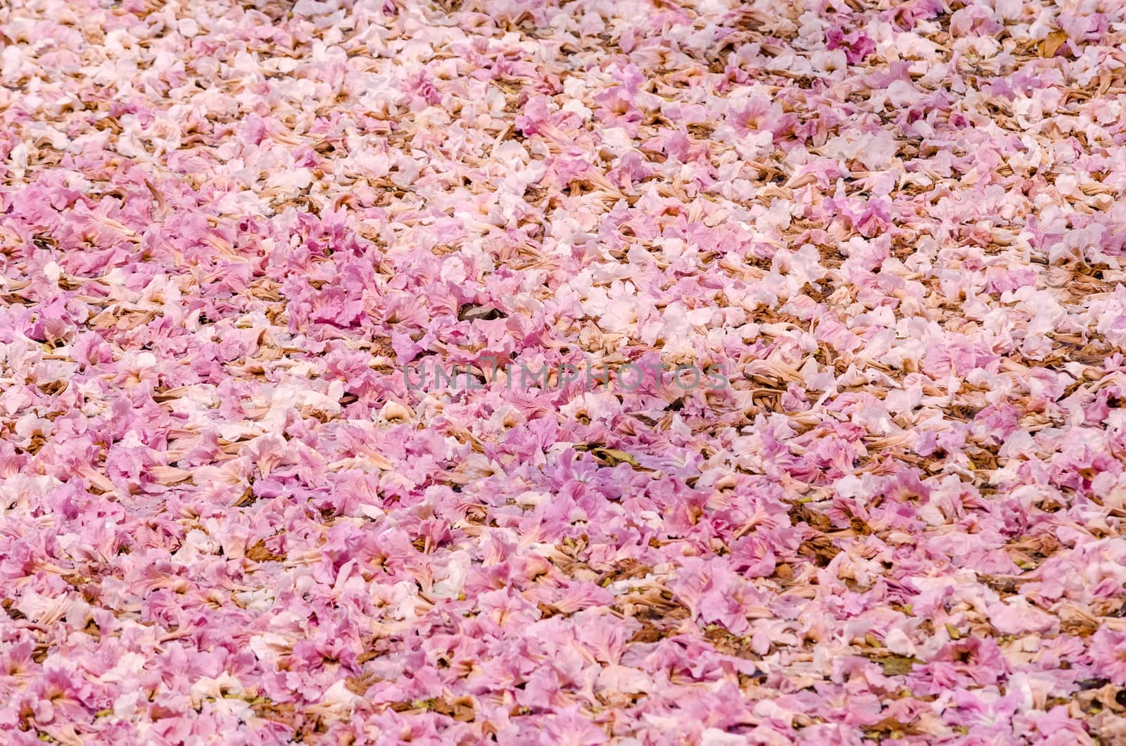 Texture of Tabebuia rosea on the ground, pink flower, fallen flower.