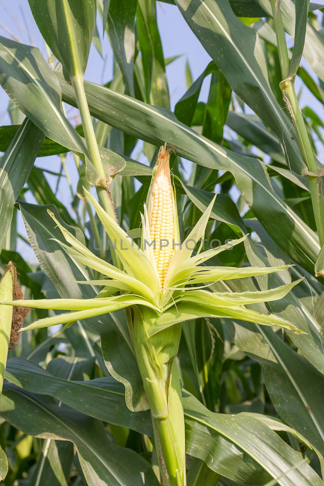 Close up corn on the stalk in the field