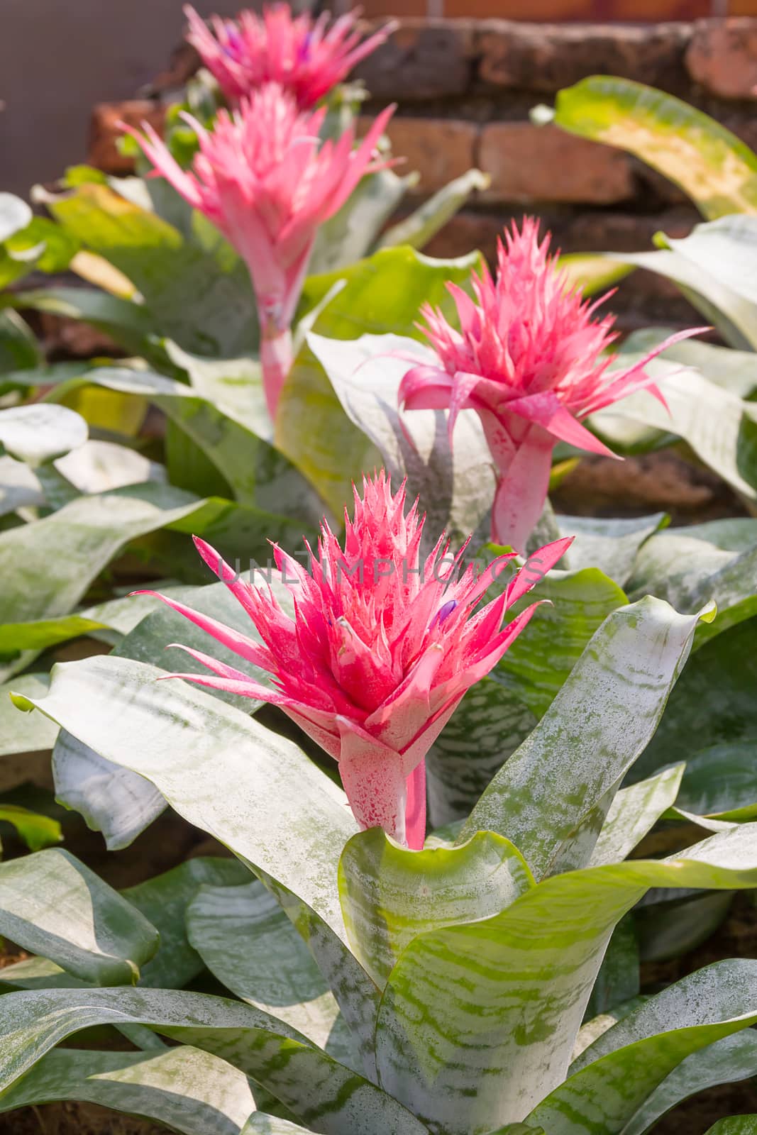 Close up pink flower of Bromeliad  by stoonn