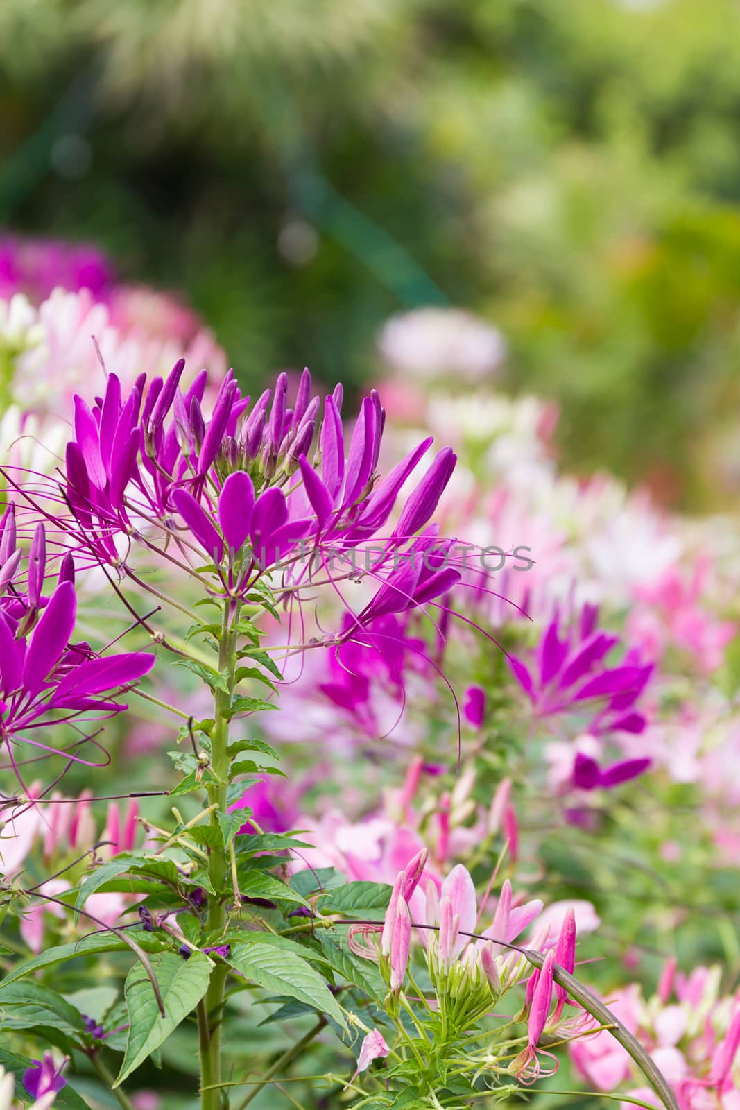 Close up Purple spider flower in the garden by stoonn