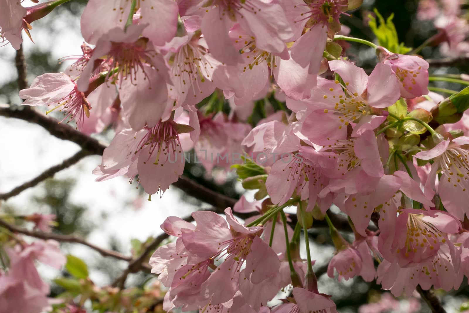 The close up of pink sakura flower branch (cherry blossom).