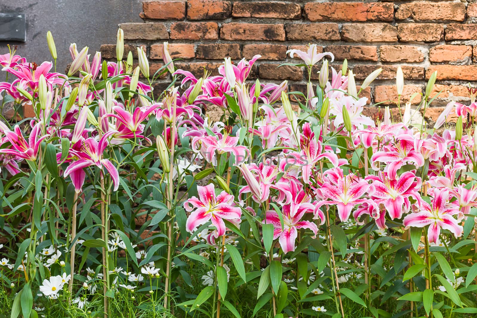 Pink lily flower with old brick wall by stoonn