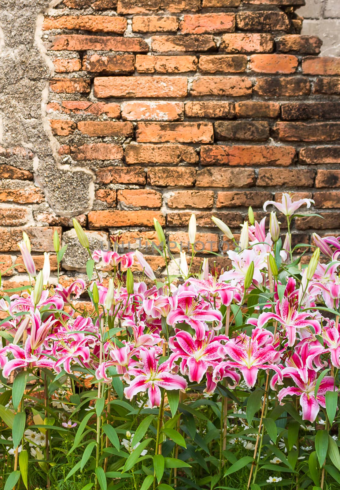 Close up of pink lily flower in garden with old brick wall