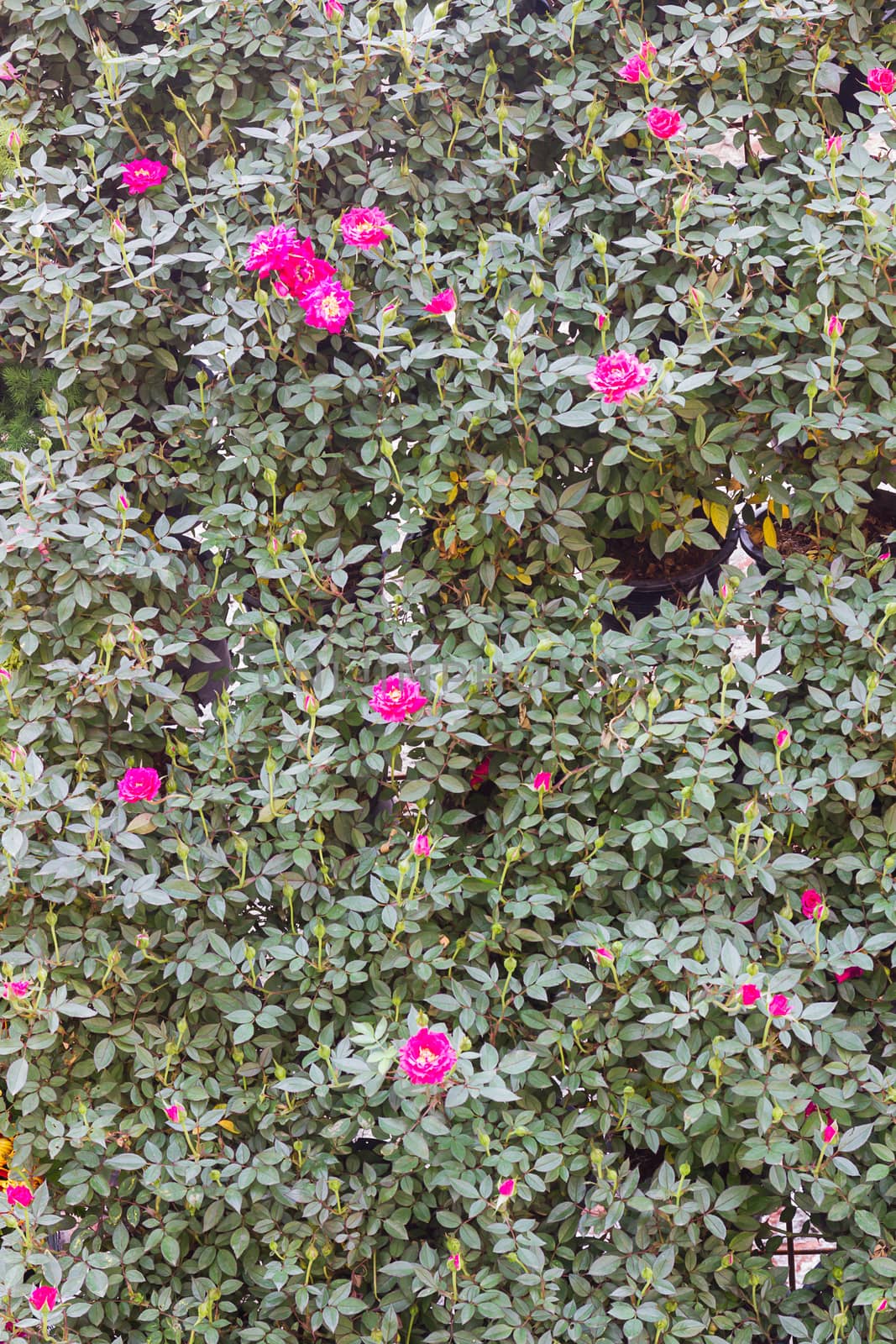 Pink rose bush of pink roses in garden