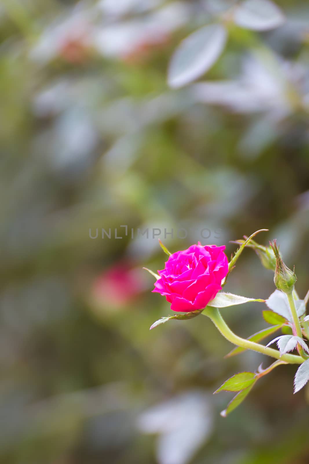 Pink rose bush of pink roses in garden