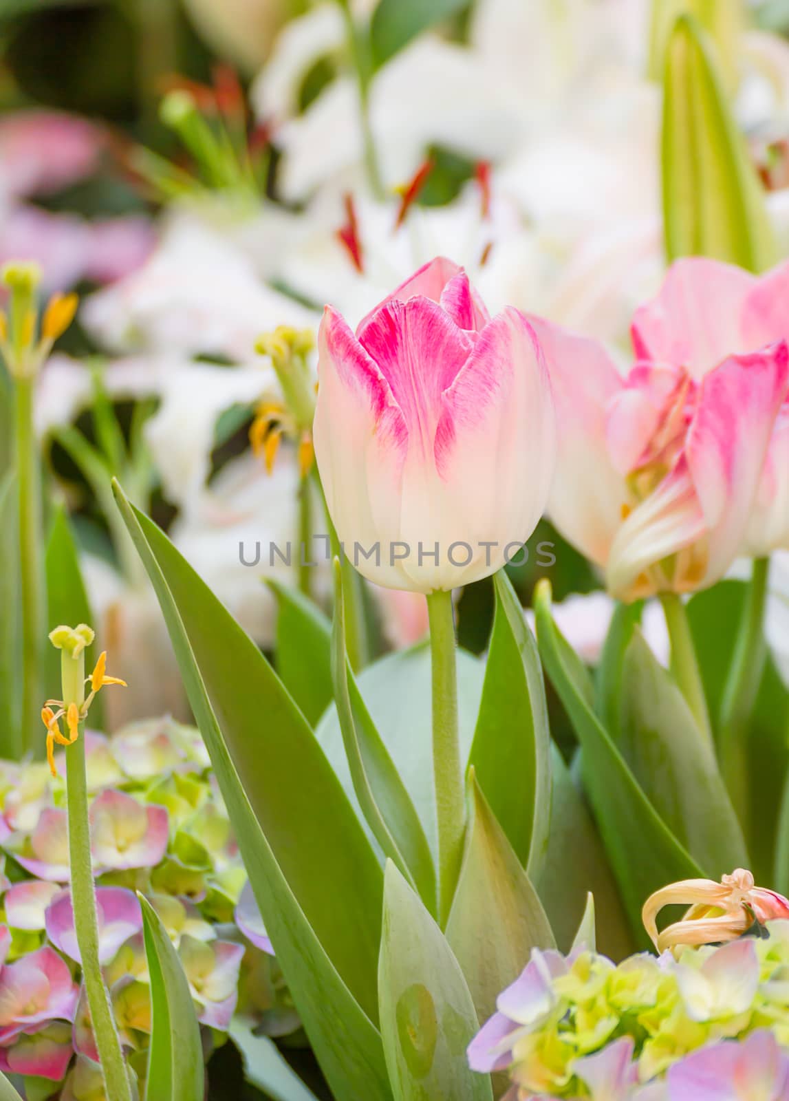 Pink tulip flower in garden by stoonn