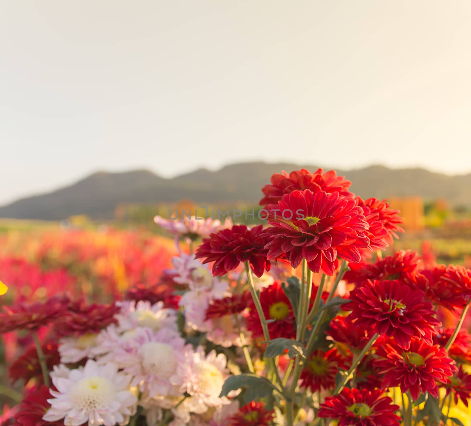 Colorful Red gerbera or chrysanthemum flowers in garden