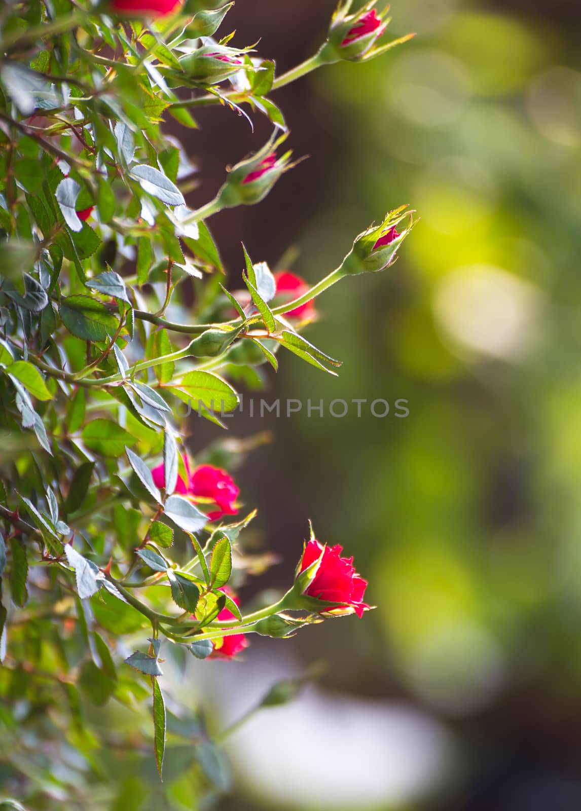 Red rose bush of Red roses in garden