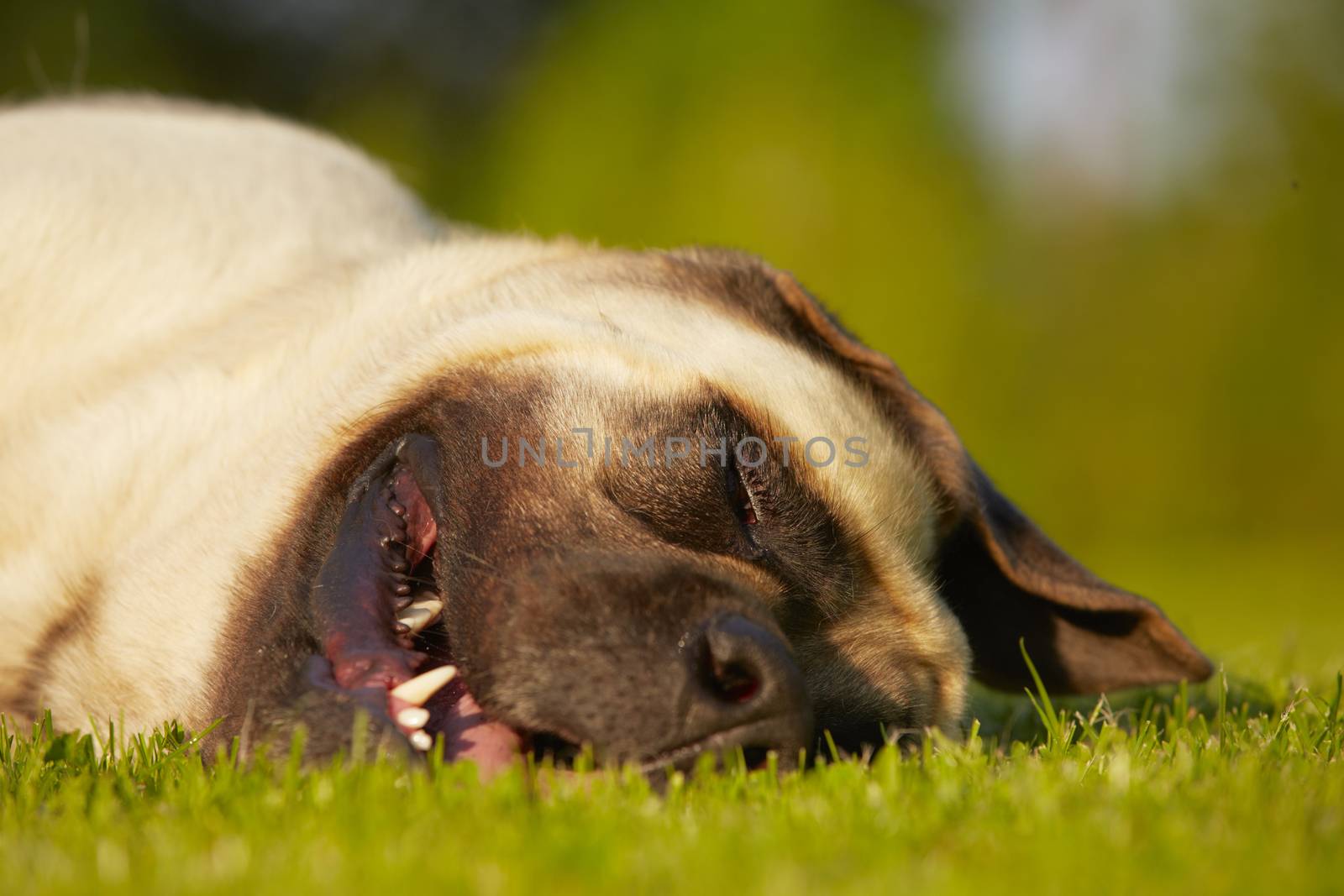 Mastiff is sleeping in meadow