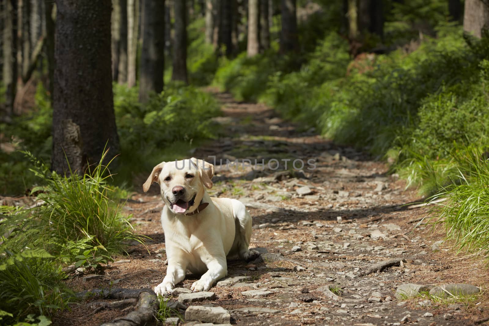 Yellow labrador retriever is waiting in deep forest.