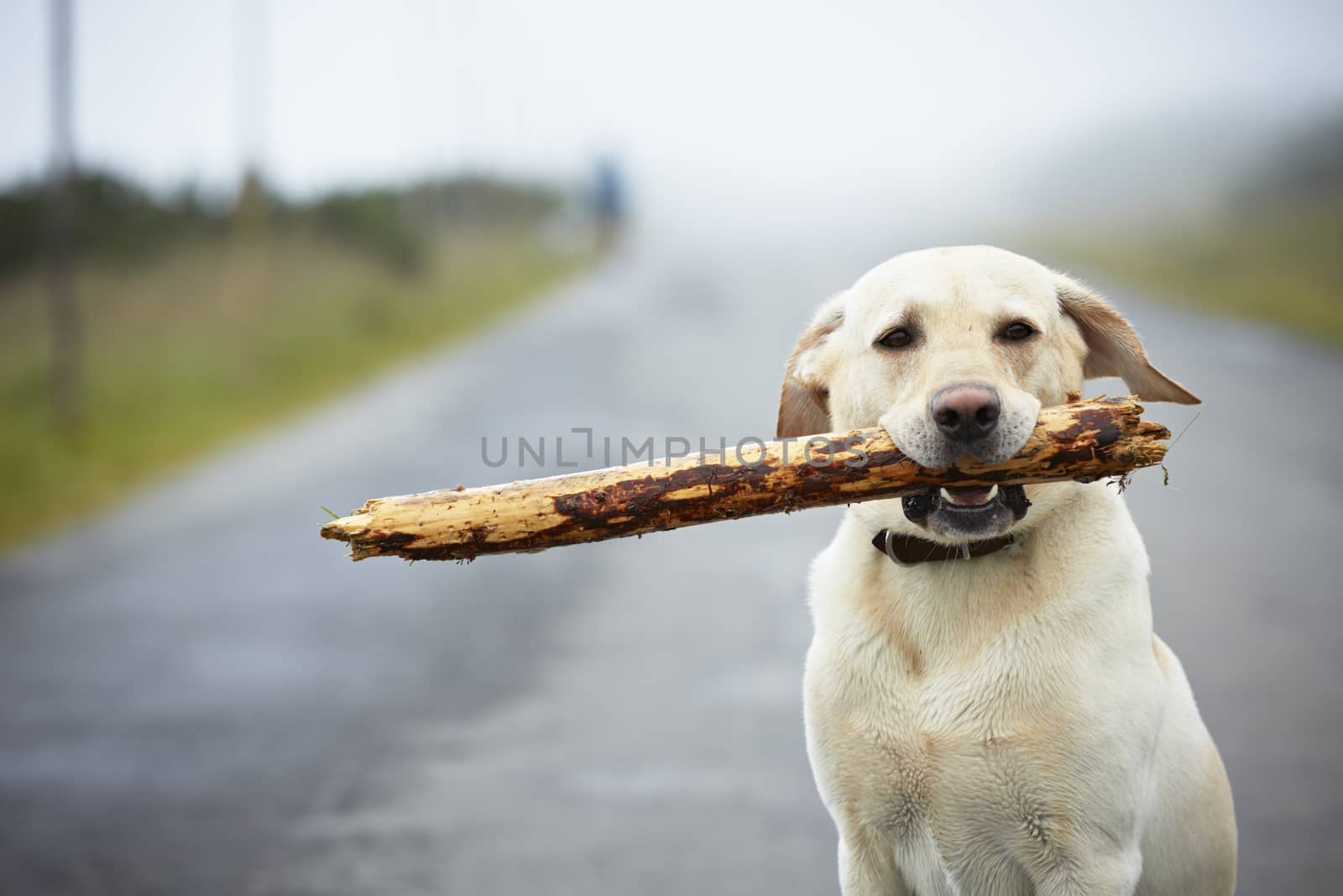 Yellow labrador retriever with stick on the road