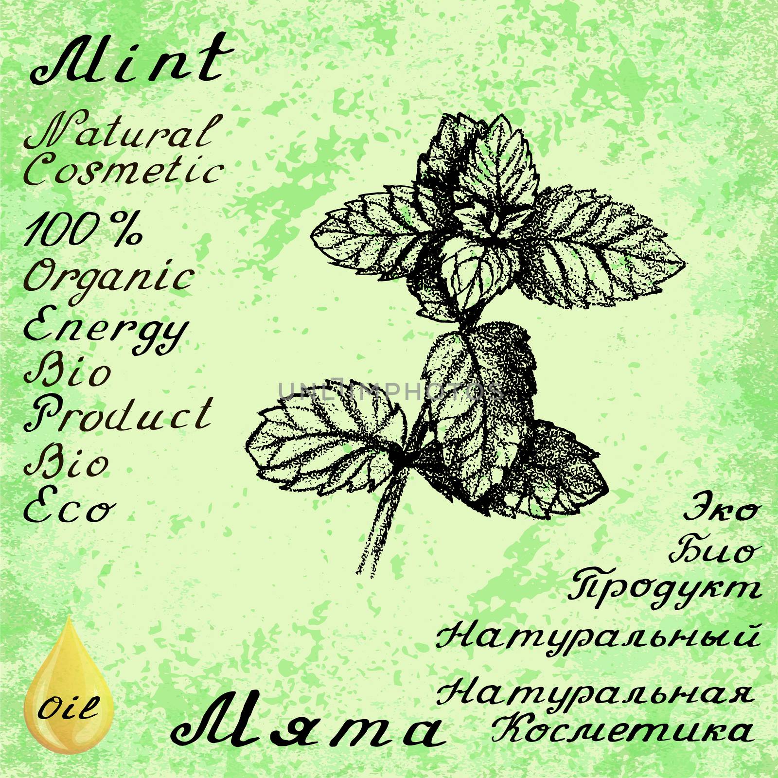 Vector hand drawn mint illustration. Botanical drawing. Pencil drawing. Inscriptions in English and Russian languages. Natural products, bio, organic