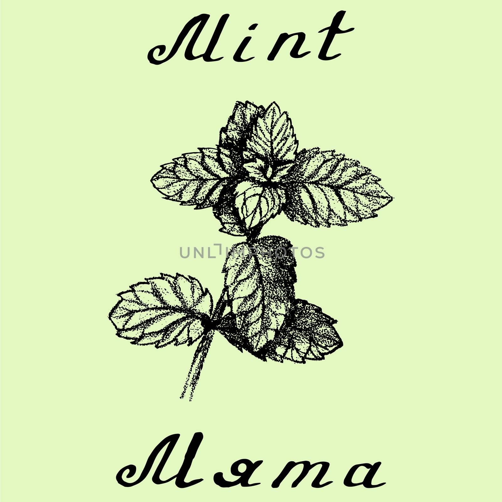 Vector hand drawn mint illustration. Botanical drawing by Julia_Faranchuk