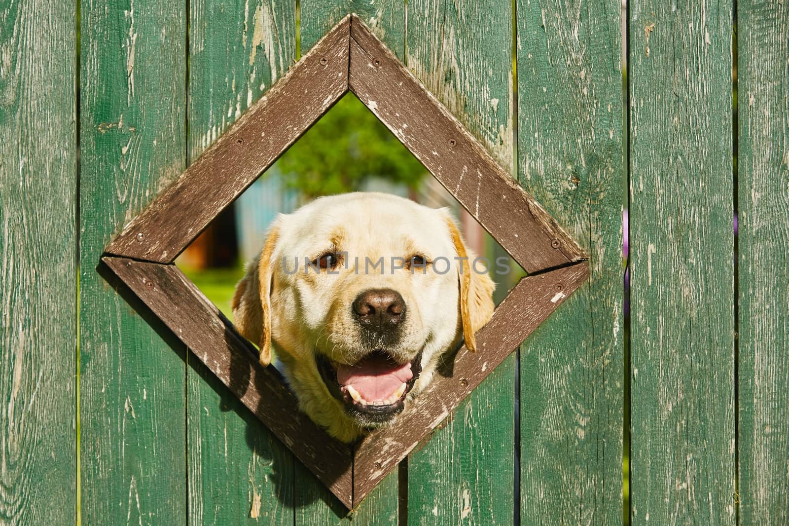 Curious dog is looking from window in wooden fence