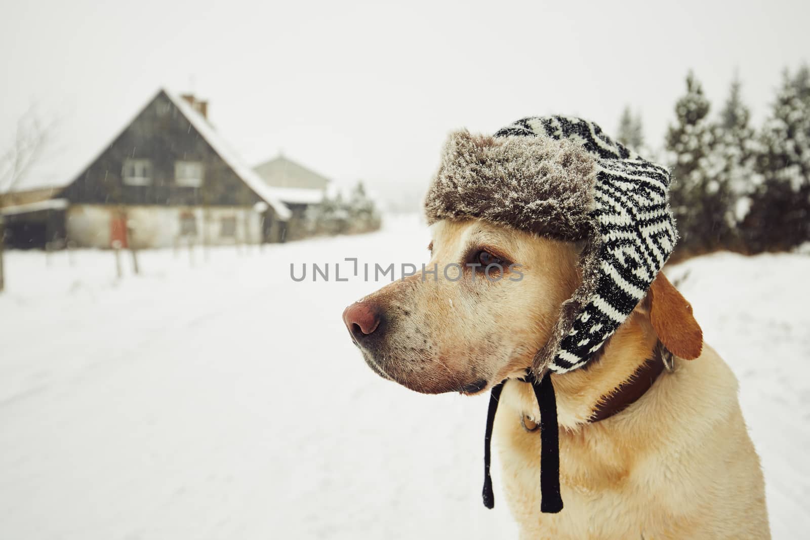 Labrador retriever with cap on his head in winter 