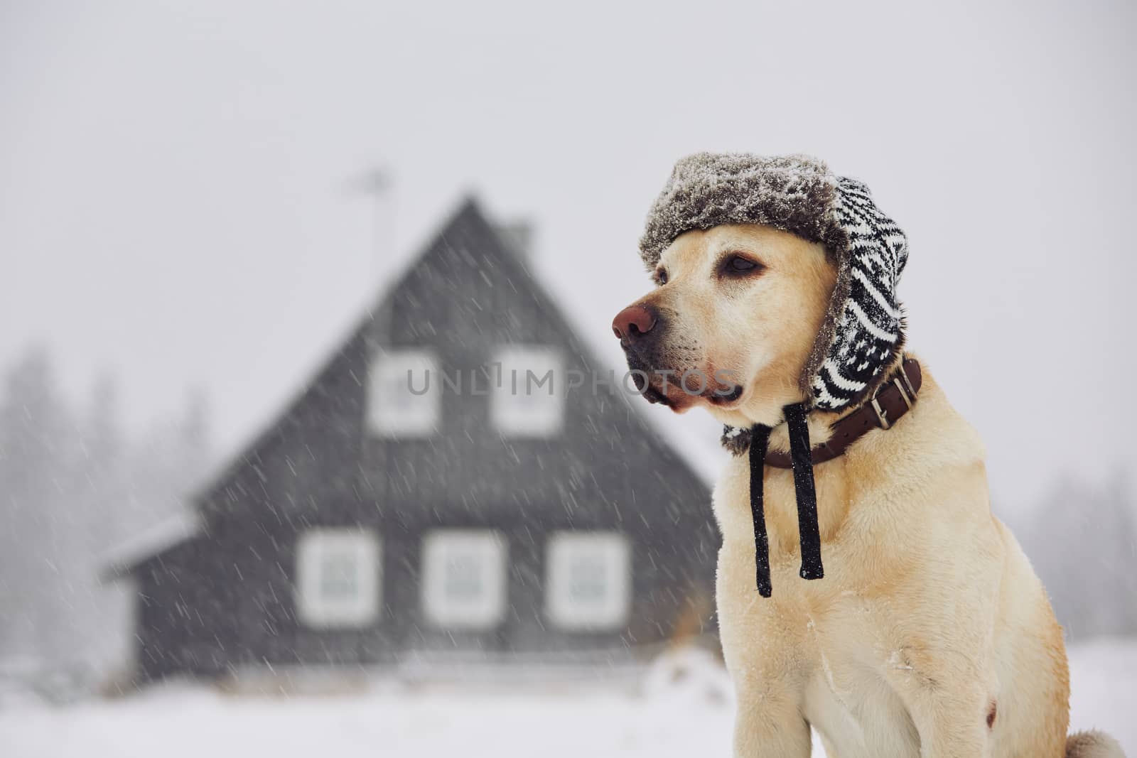 Dog with cap in winter  by Chalabala