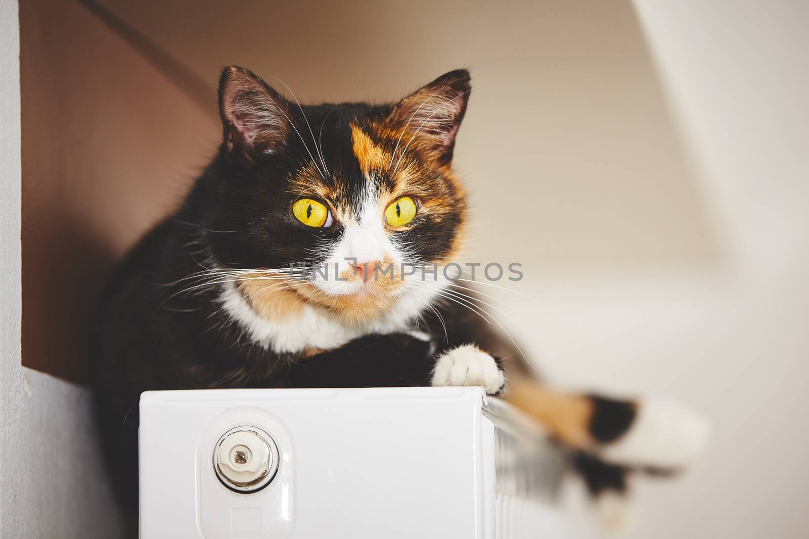 Cat on the radiator by Chalabala