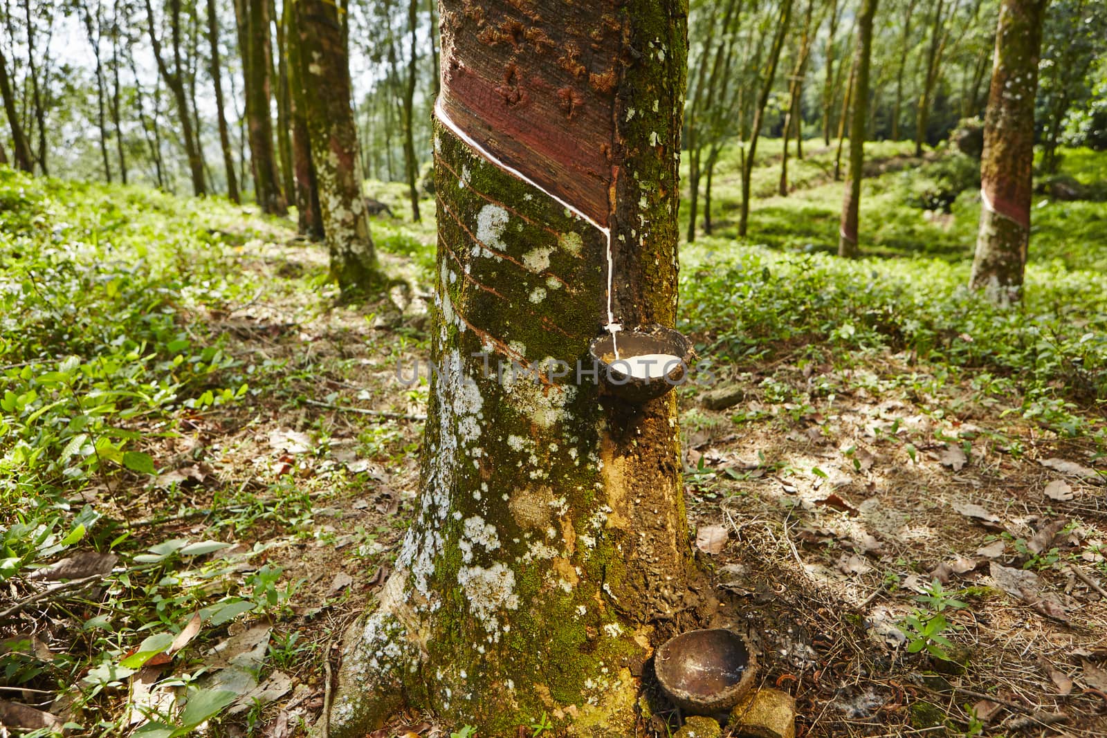 Tapping sap from the rubber tree in Sri Lanka