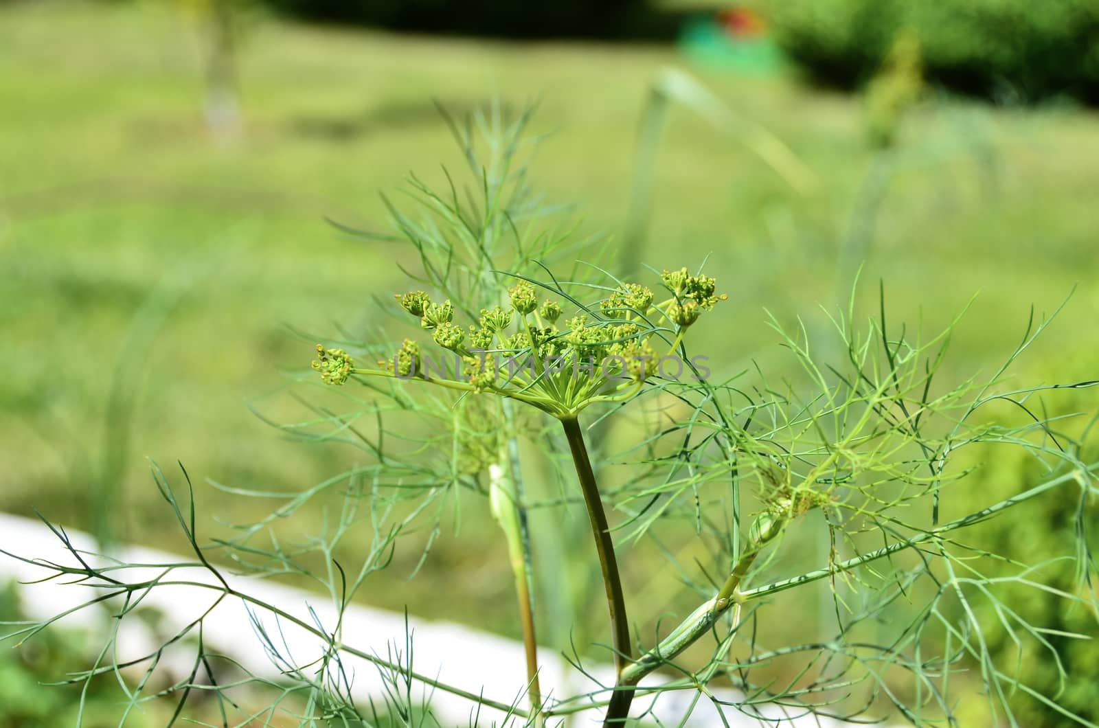 Top view on fresh green dill growing on a farm plantation.