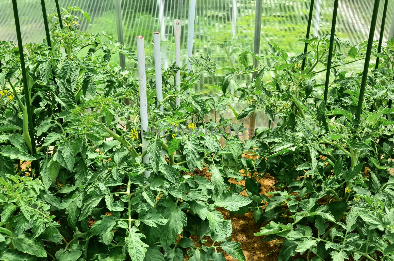 A close-up of a cherry tomato plant beginning to bear fruit.