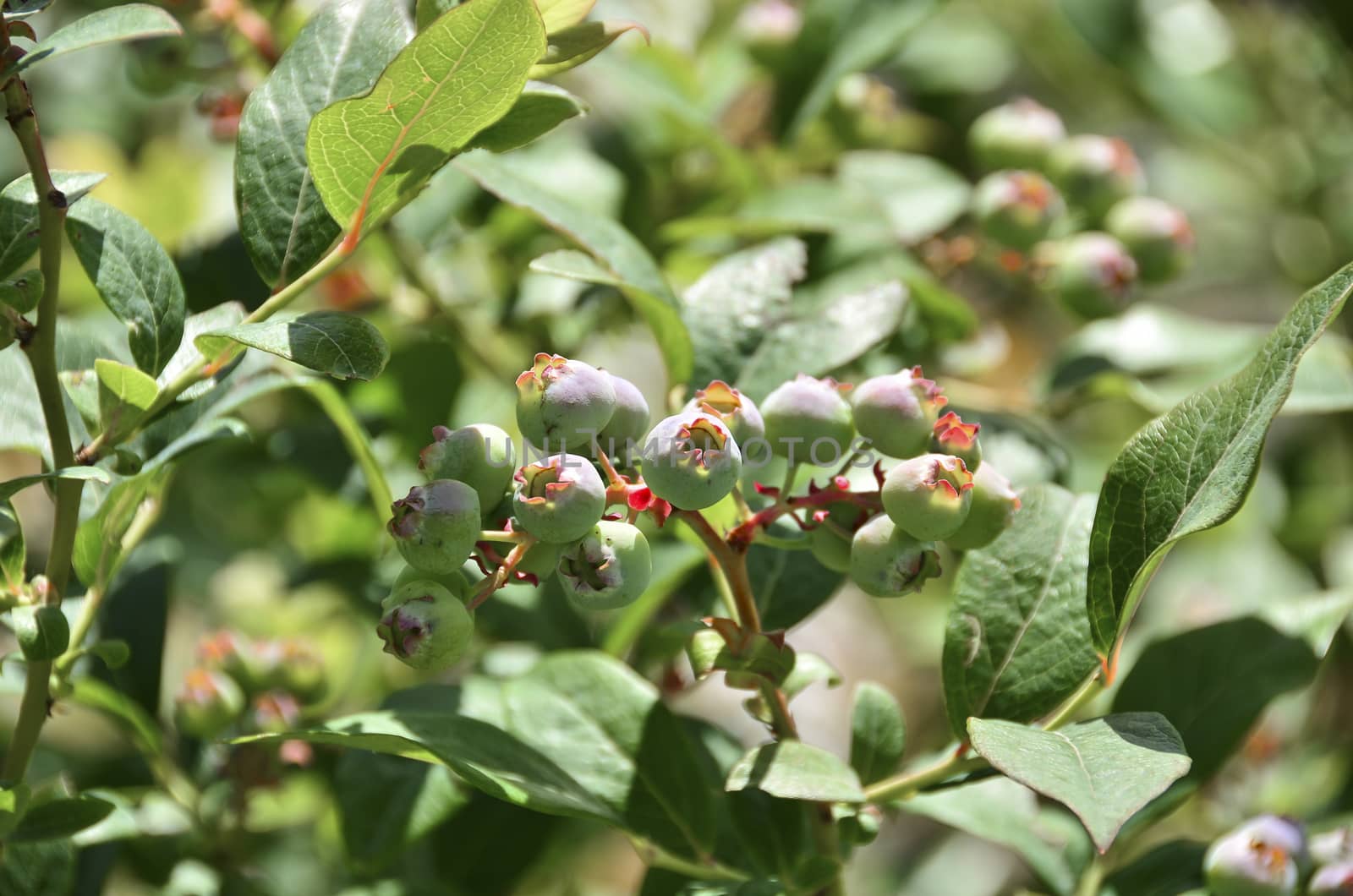 A picture of some green wild blueberries on the shrub.