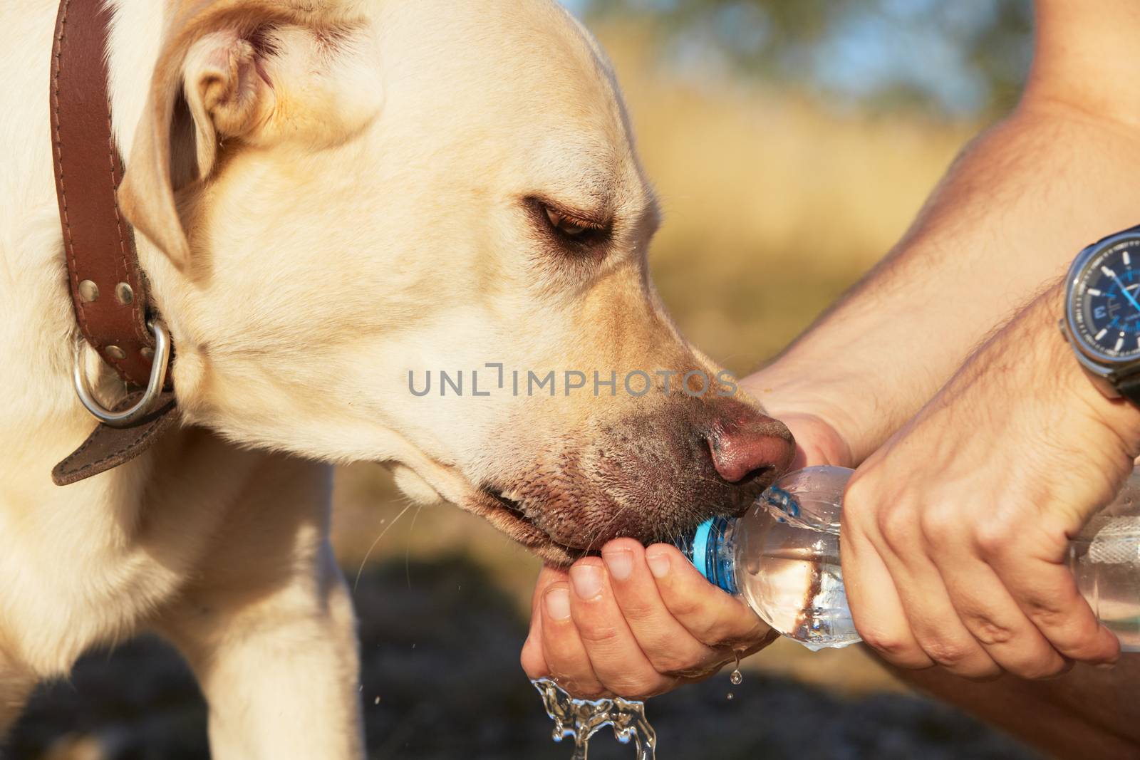 Thirsty dog by Chalabala