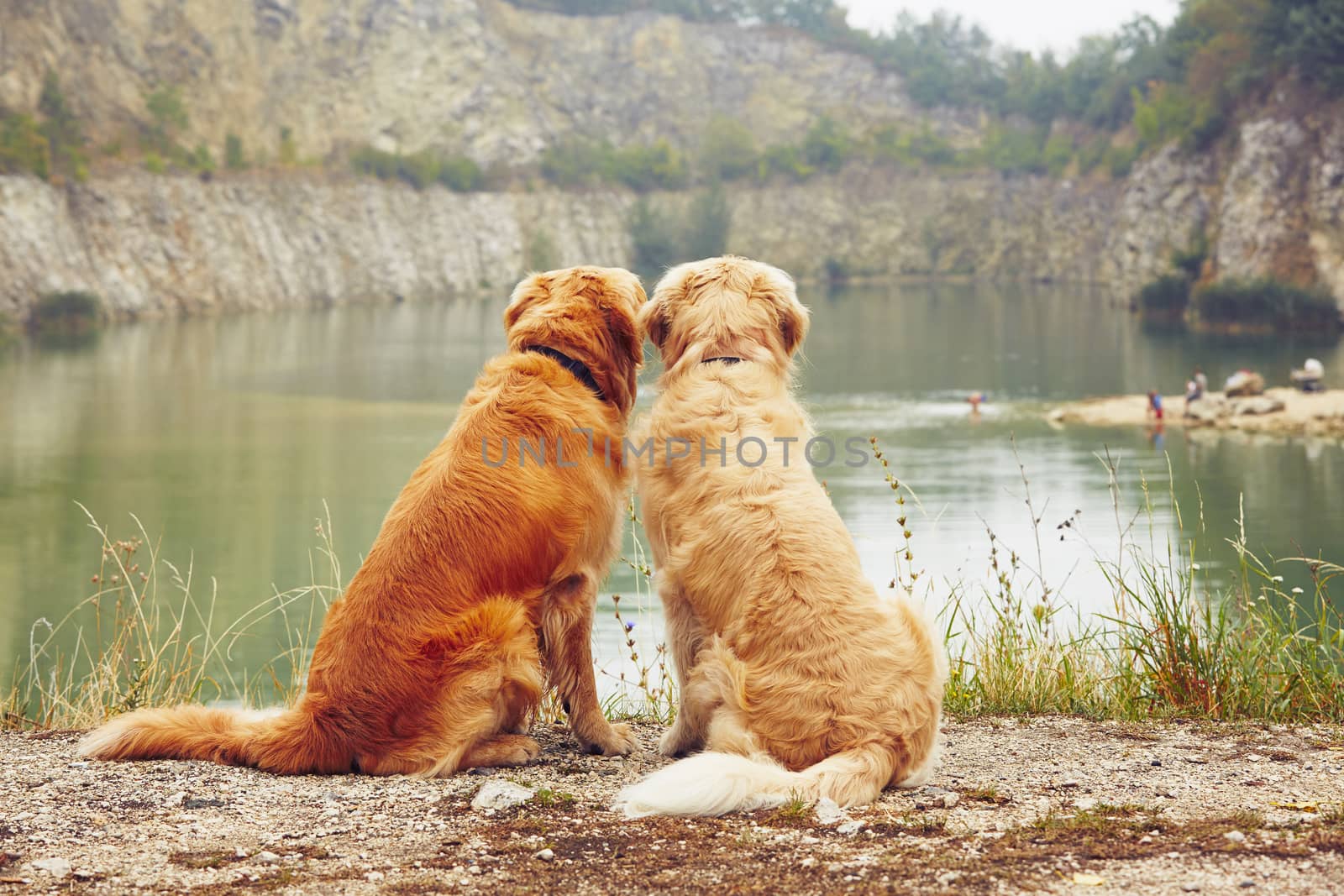 Two golden retriever dogs by Chalabala