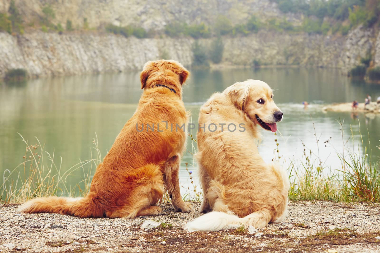 Lake for swimming. Two golden retriever dogs in old stone quarry. 
