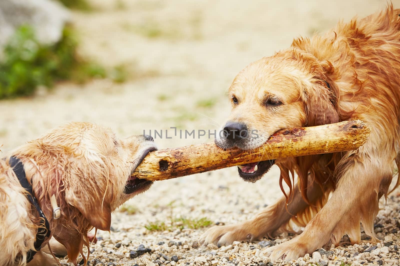 Two golden retrievers dogs are playing with stick.