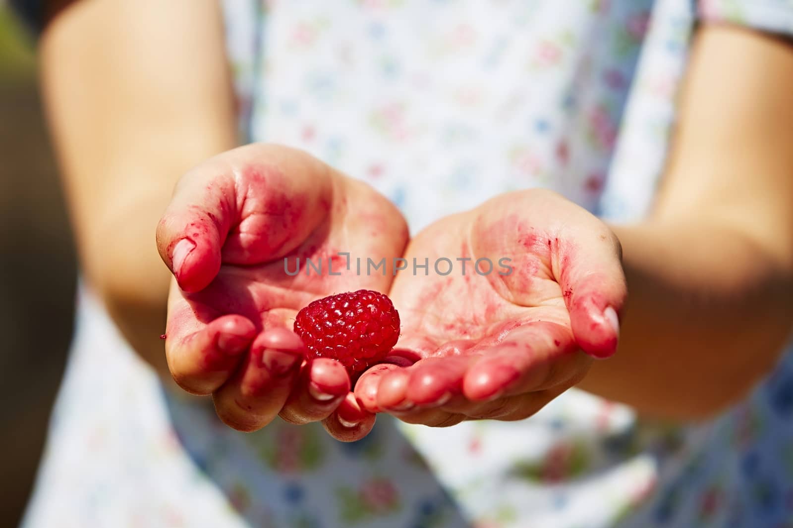 Palm of the girl with fresh raspberry in nature 