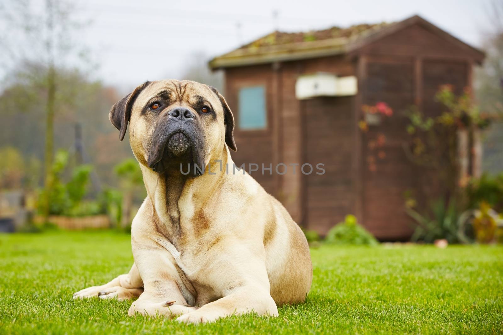 Cane corso dog is lying in the garden