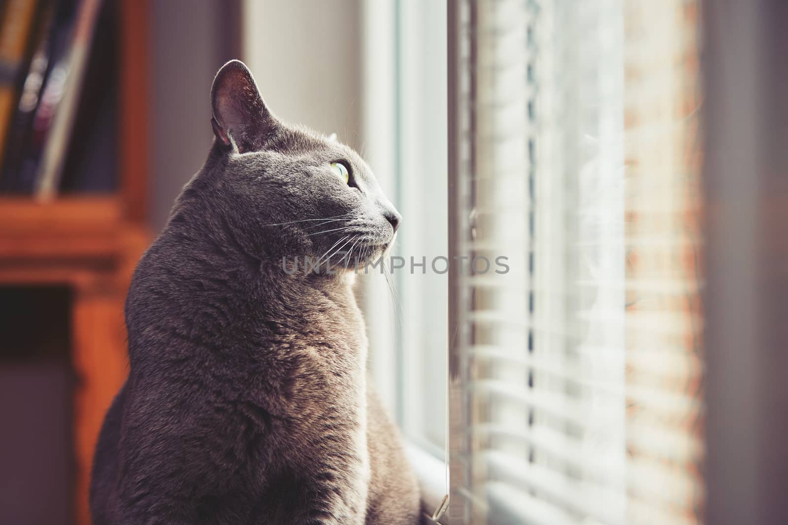 Curious russian blue cat at the home