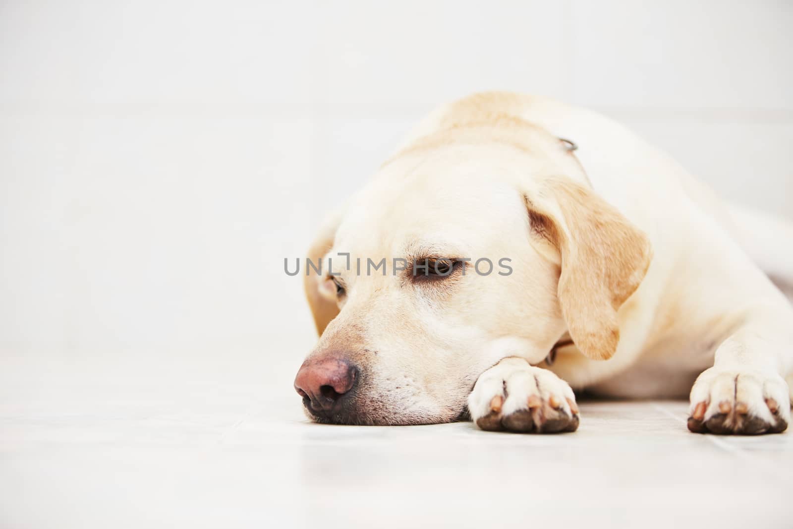 Sad labrador retriever is lying down on floor.