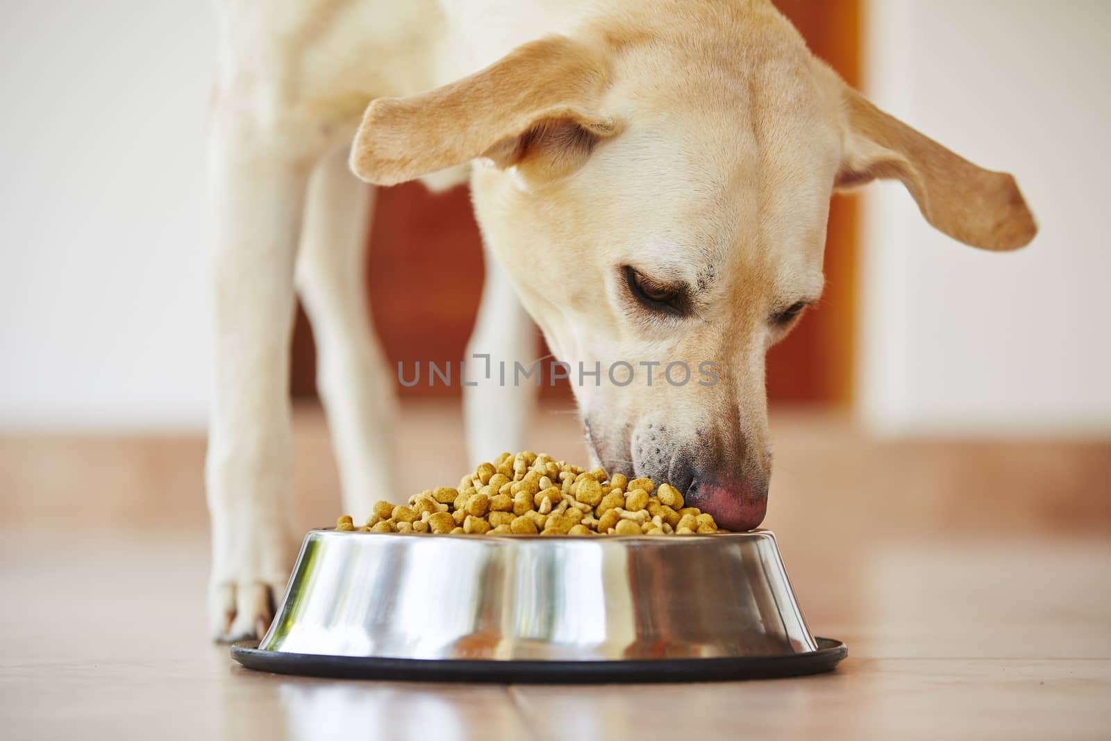 Hungry labrador retriever is feeding at home. 