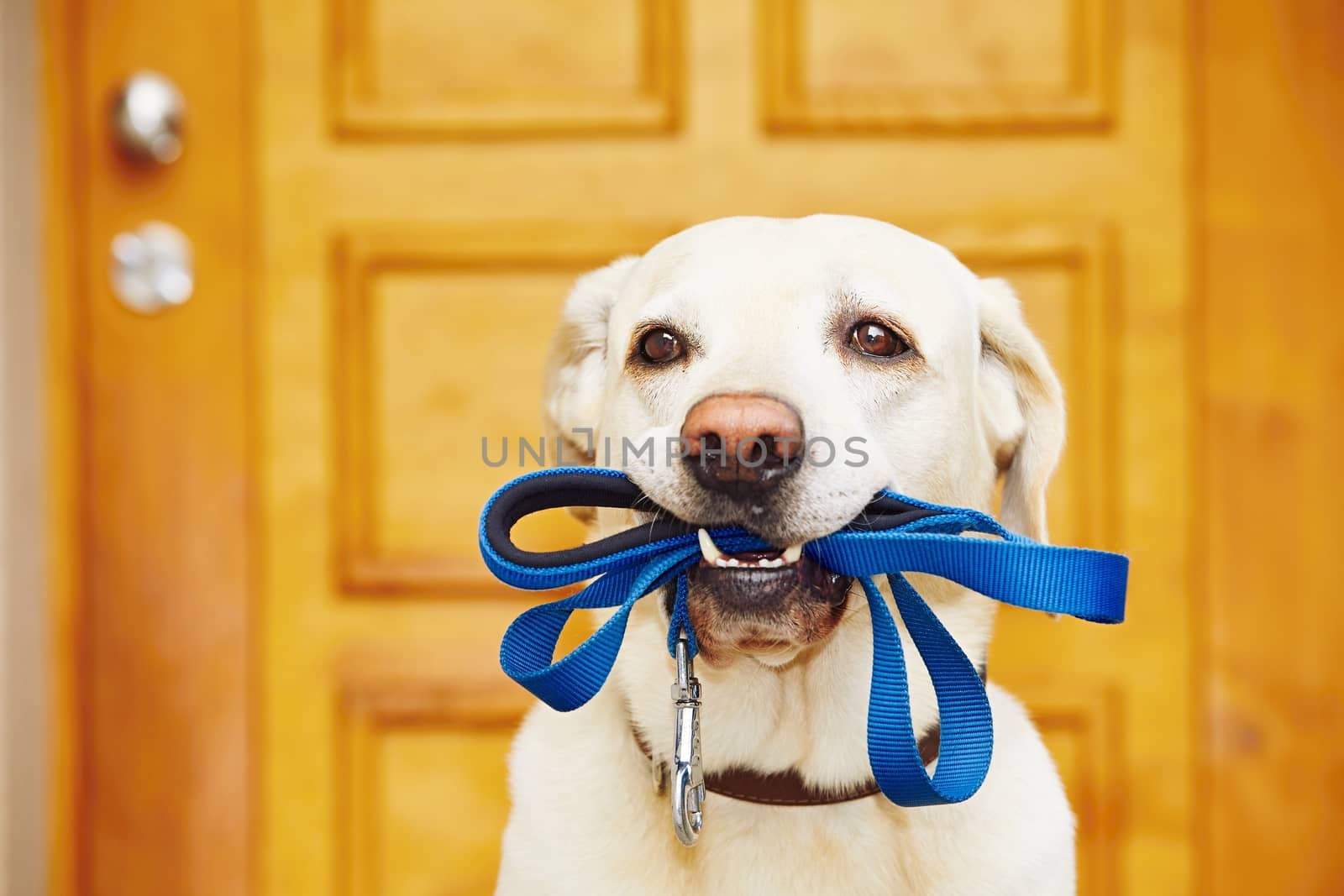 Dog with leash by Chalabala
