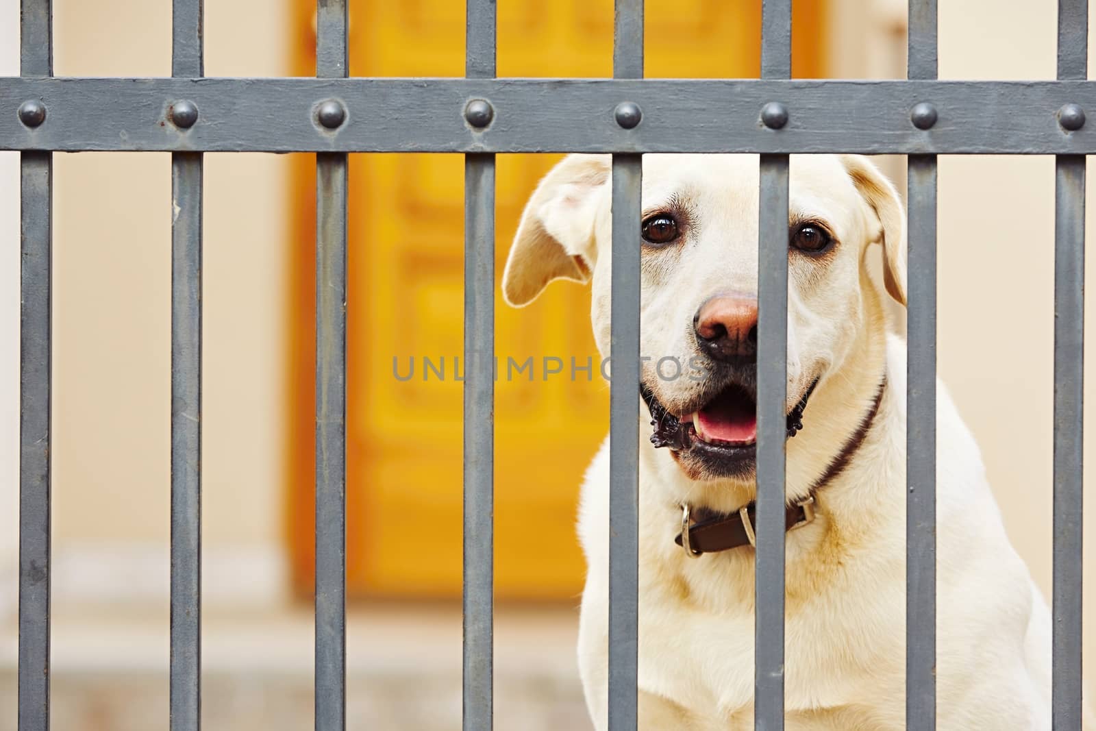 Yellow labrador retriever waiting behind the fence