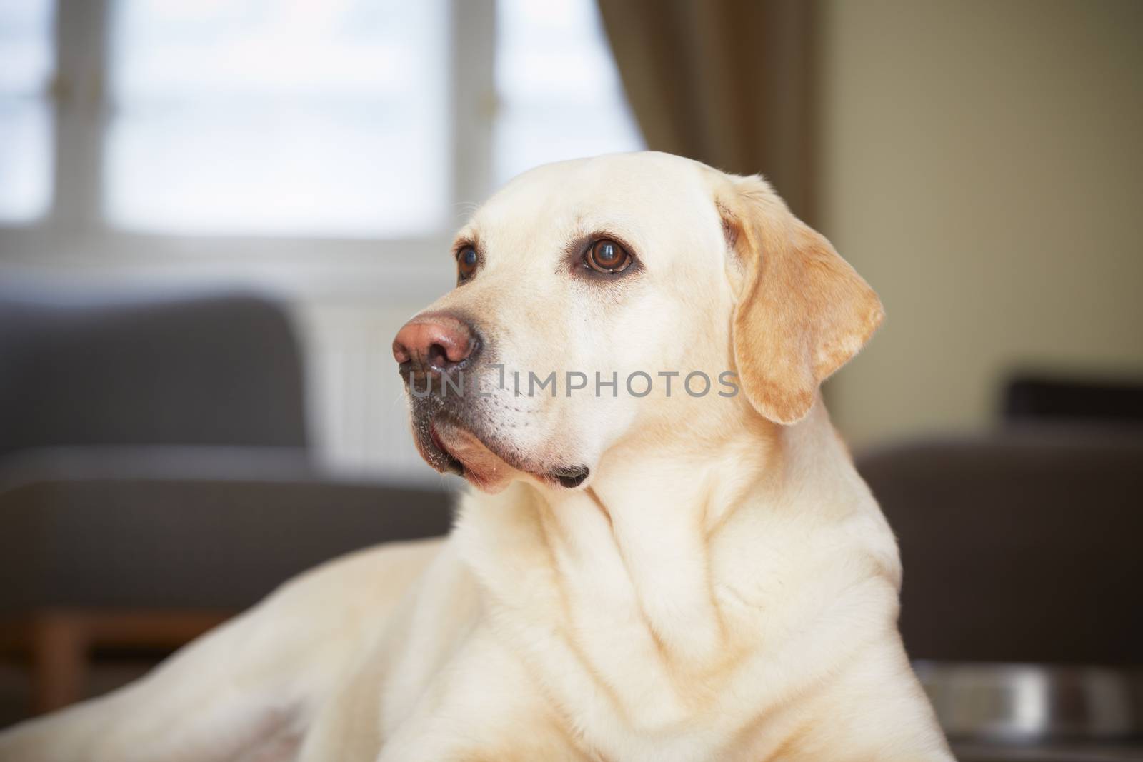 Yellow labrador retriever is waiting at home. 