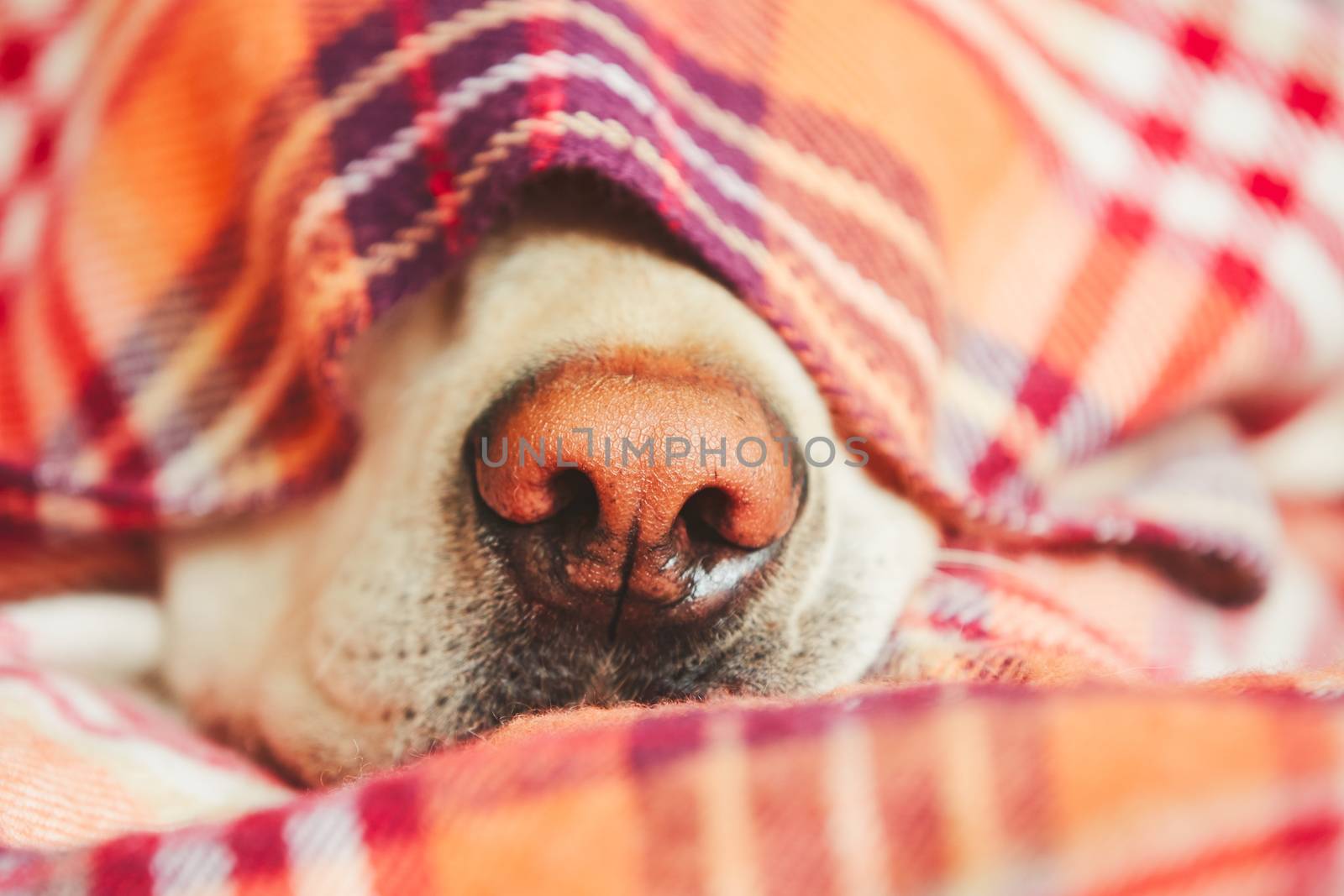 Snout of the sleepy dog (yellow labrador retriever) under the blanket on the bed.