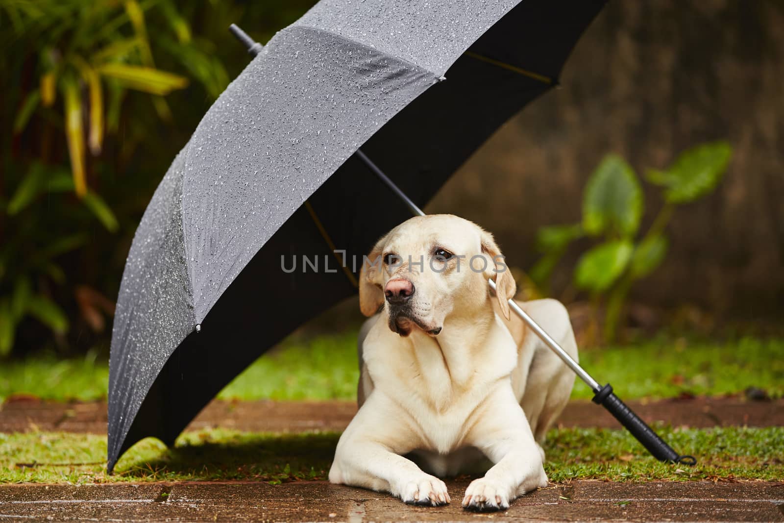 Dog in rain by Chalabala
