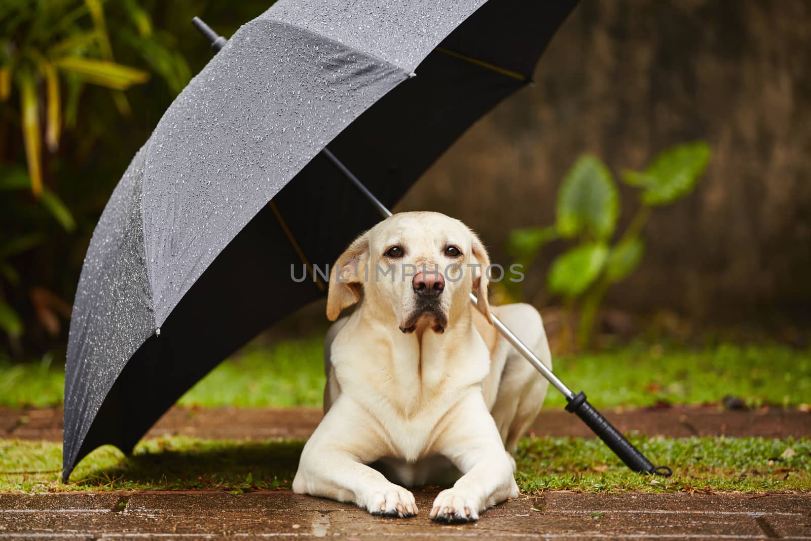 Dog in rain by Chalabala