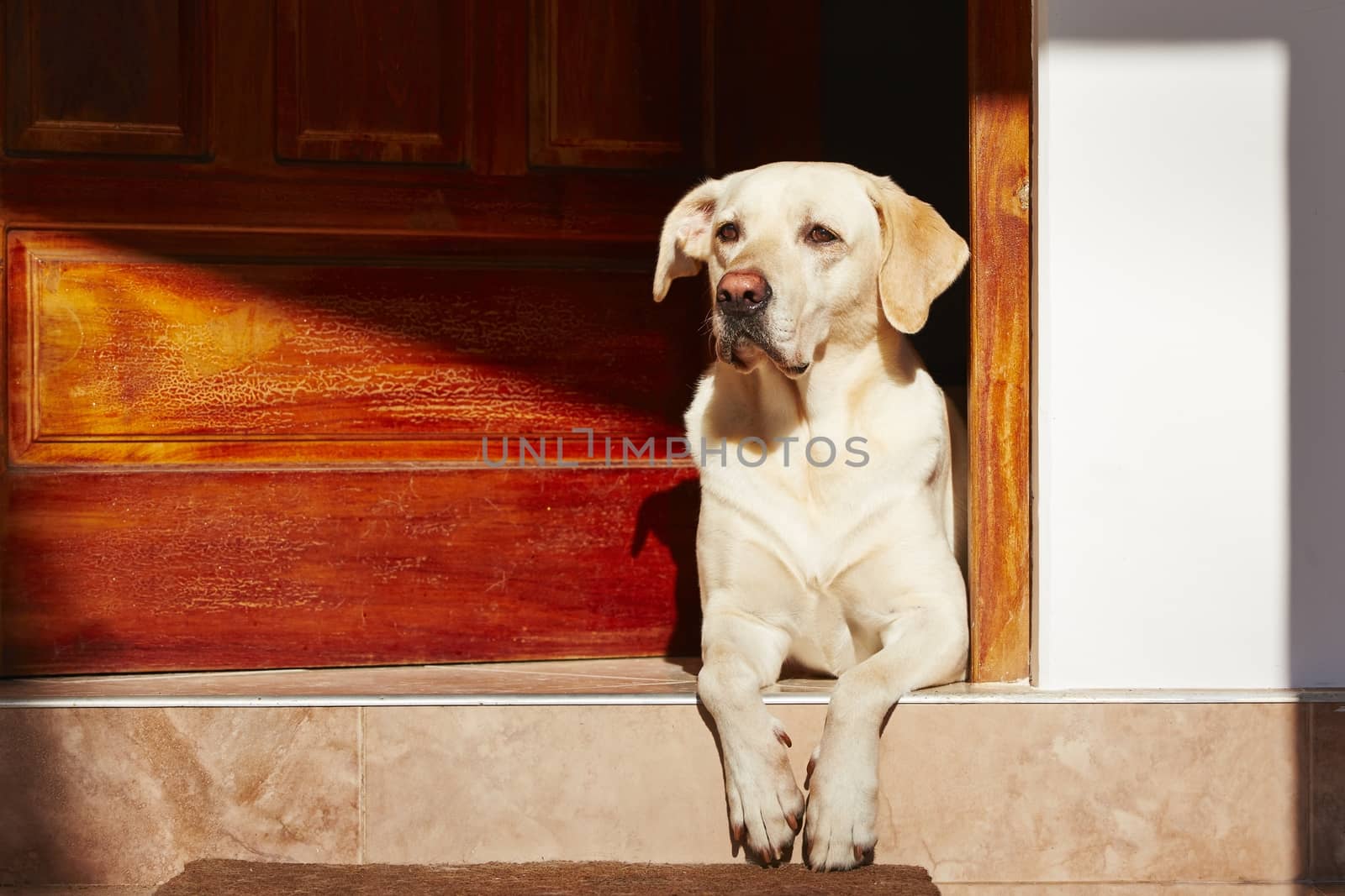 Dog is waiting in door of house.